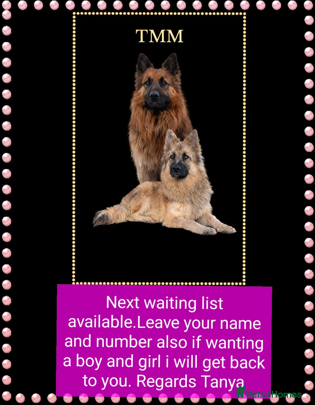 German Shepherd dogs for sale: German shephered puppys 4 boys 2 girls - Advert 2
