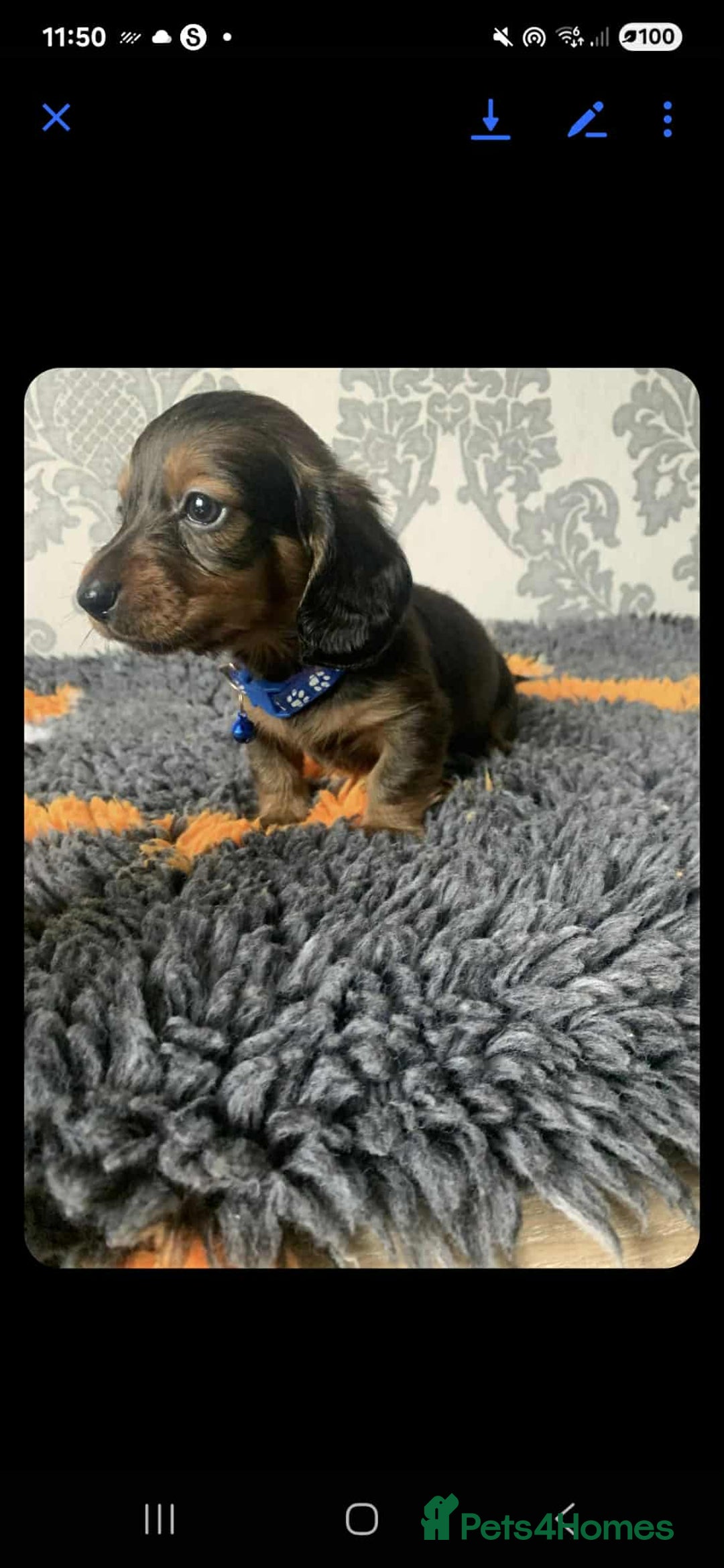Miniature Dachshund dogs for sale: Kc miniature dachshund  - Image 8