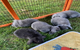 Mini Lop rabbits for sale: Male mini lop babies READY TO LEAVE  - Image 16