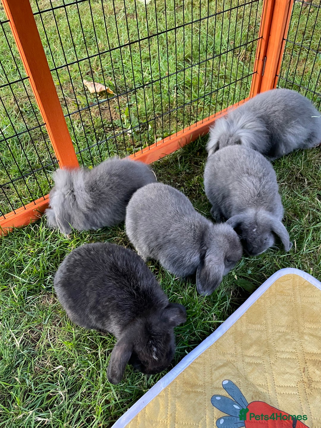 Mini Lop rabbits for sale: Male mini lop babies READY TO LEAVE  - Image 16