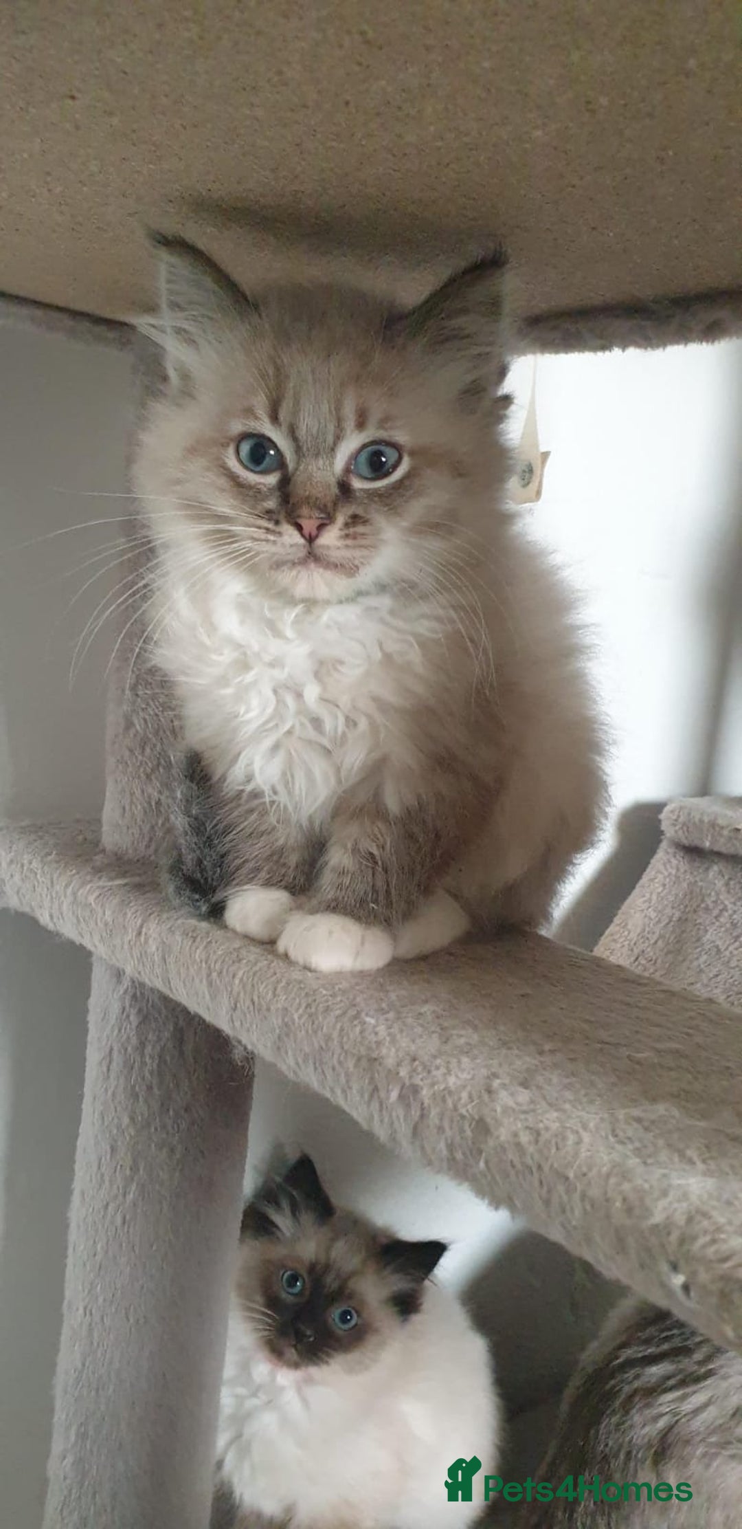 Ragdoll cats for sale: Stunning GCCF Registered Ragdoll Kittens. - Advert 8