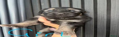 German Shepherd 2
