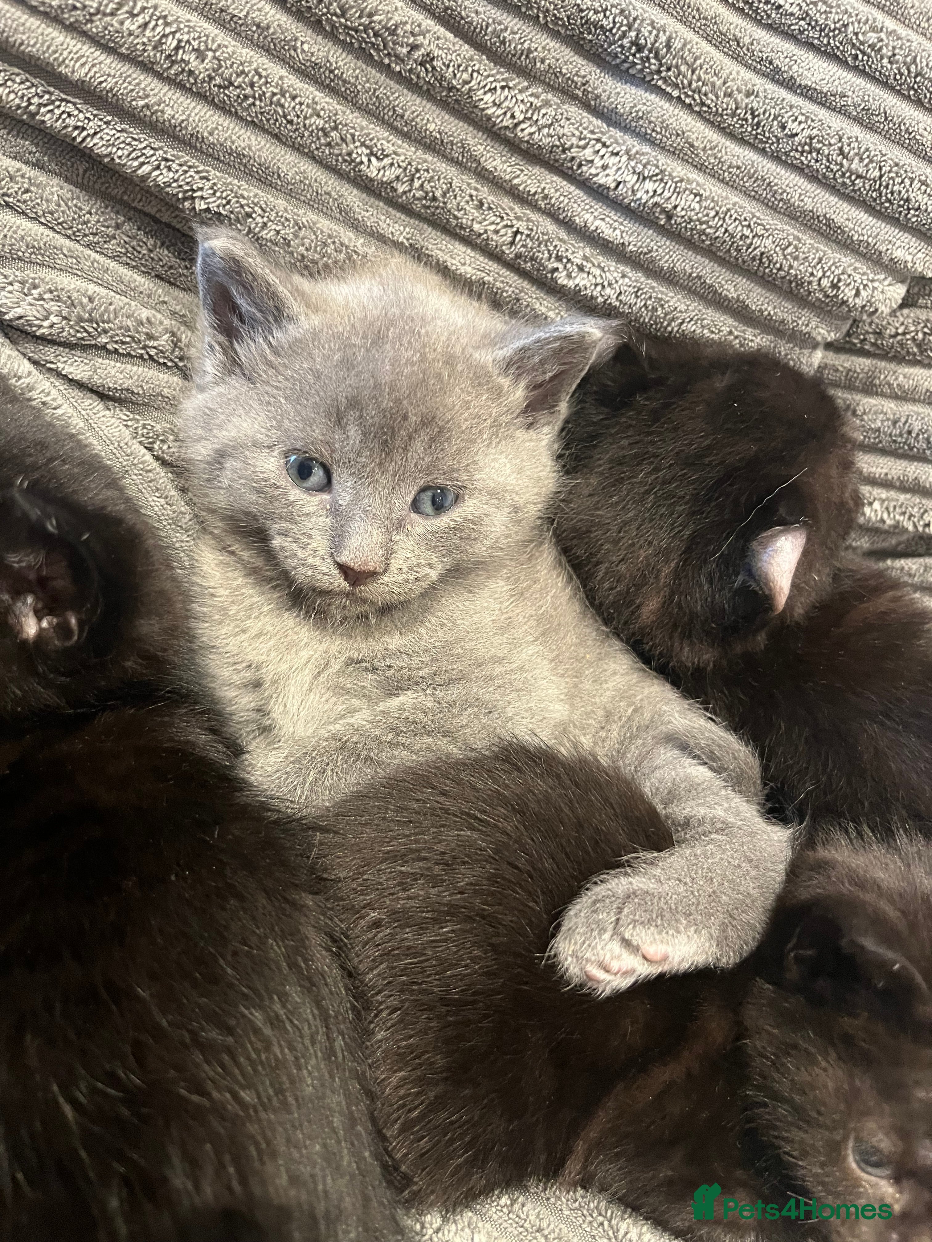 Sphynx cats Sphynx elf X British short hair 🧝‍♀️🧝‍♂️ - Advert 6