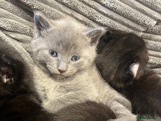 Sphynx cats Sphynx elf X British short hair 🧝♀️🧝♂️ - Advert 9