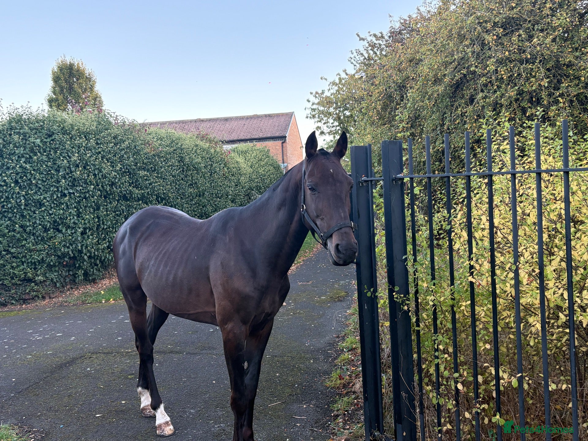 Trotter horses 7 year old pacer - Advert 18