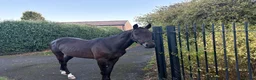 Trotter horses for sale: 7 year old pacer in Sunderland - Advert 1