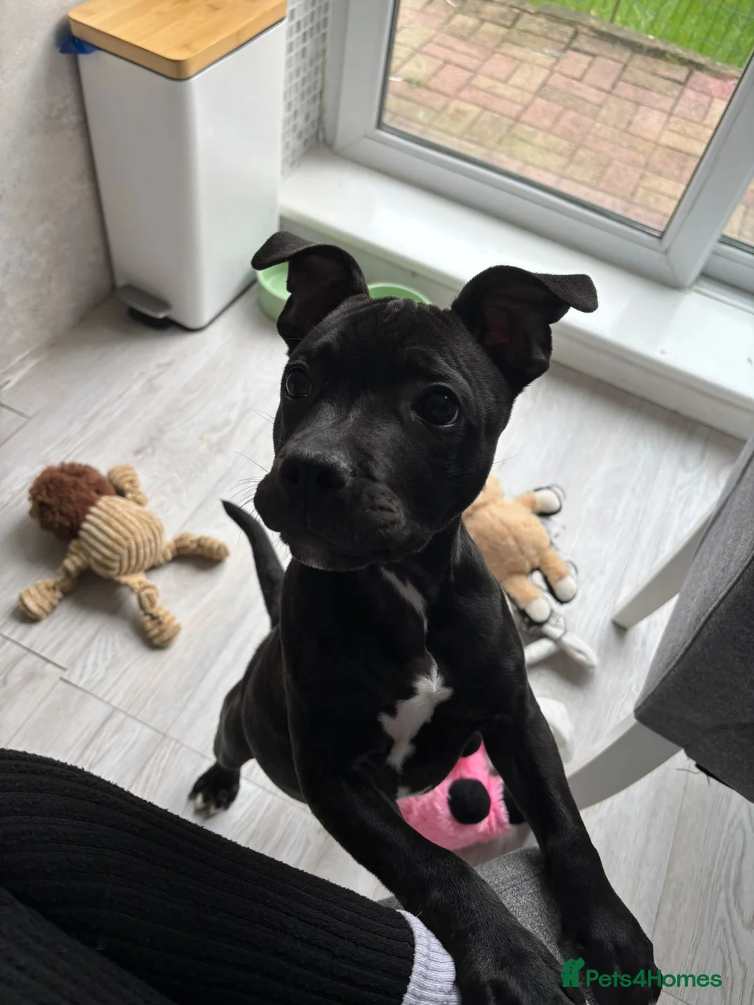 Staffordshire Bull Terrier dogs for sale: Black Staffordshire bull terrier puppy in Cardiff - Advert 1