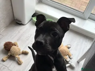 Staffordshire Bull Terrier dogs Black Staffordshire bull terrier puppy - Advert 2