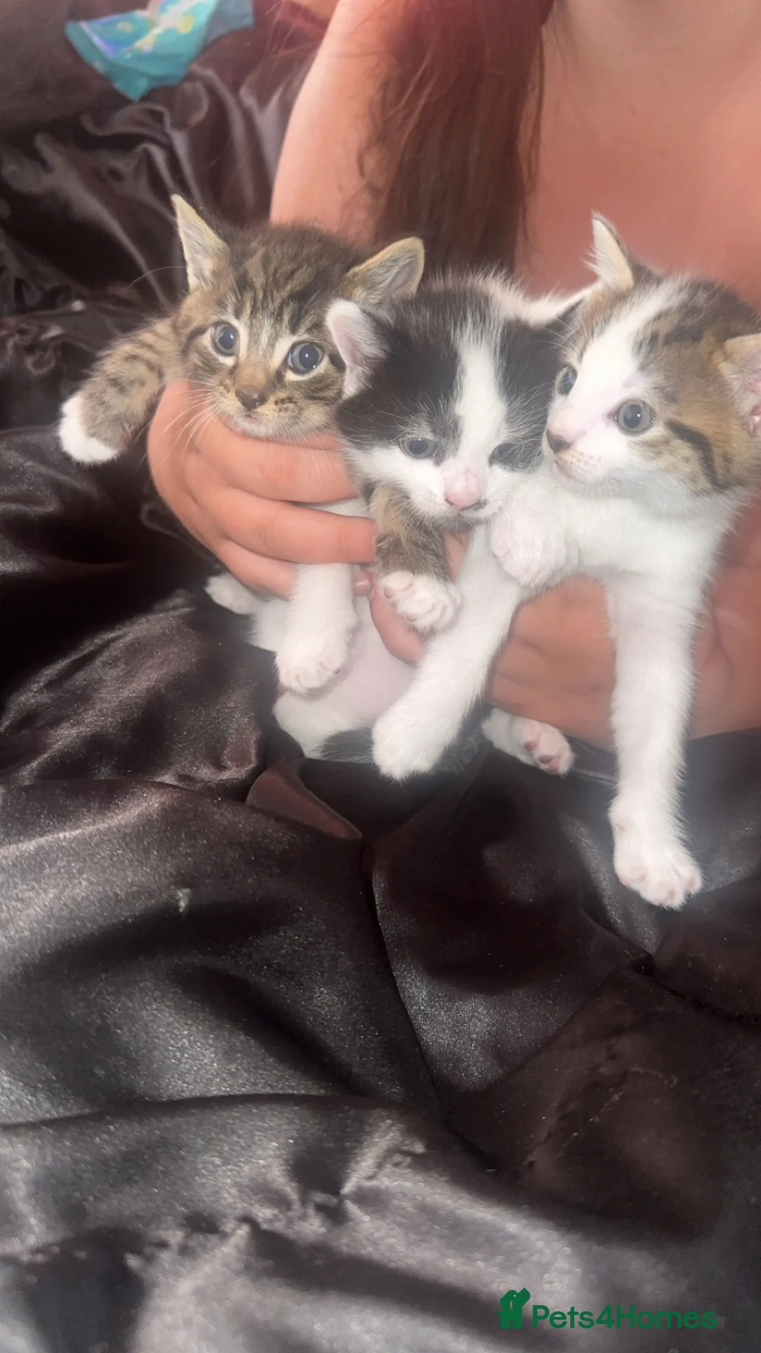 Mixed Breed cats for sale: Beautiful kittens for sale🥰 - Advert 6