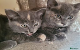 Mixed Breed cats for sale: Gorgeous kittens ready for forever homes - Image 9