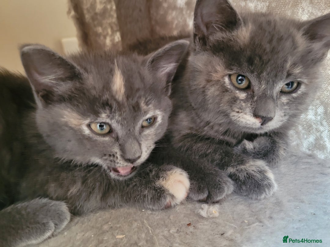 Mixed Breed cats for sale: Gorgeous kittens ready for forever homes - Image 9