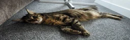 Mixed Breed cats for sale: Beautiful Mixed Breed  in Stoke-on-Trent - Advert 7
