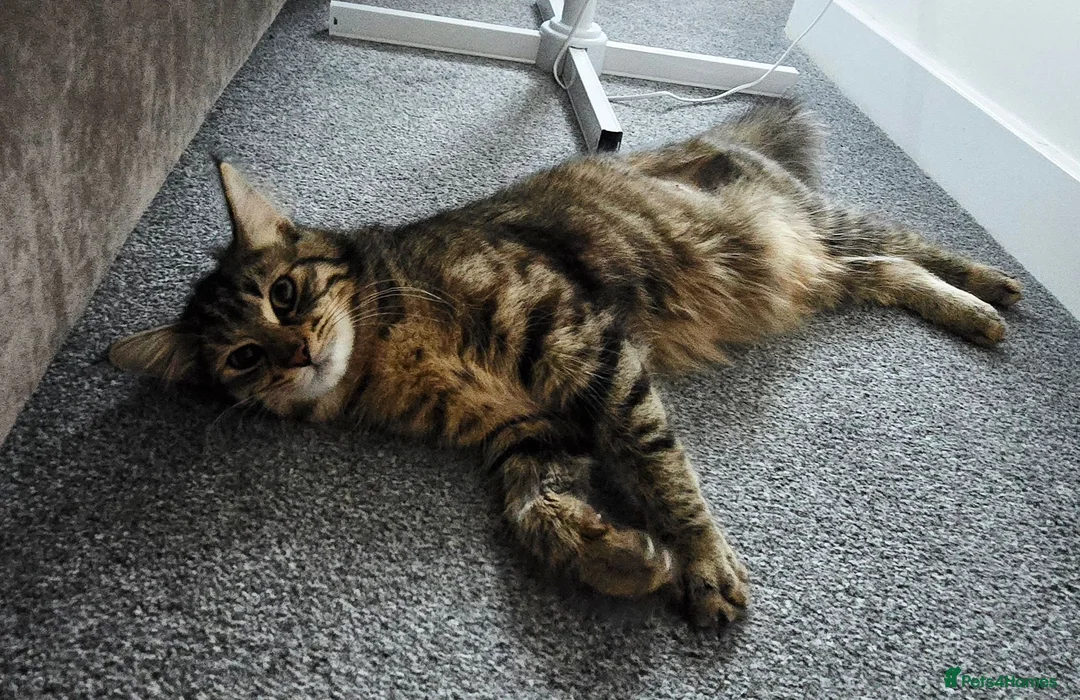 Mixed Breed cats for sale: Beautiful Mixed Breed  in Stoke-on-Trent - Advert 7