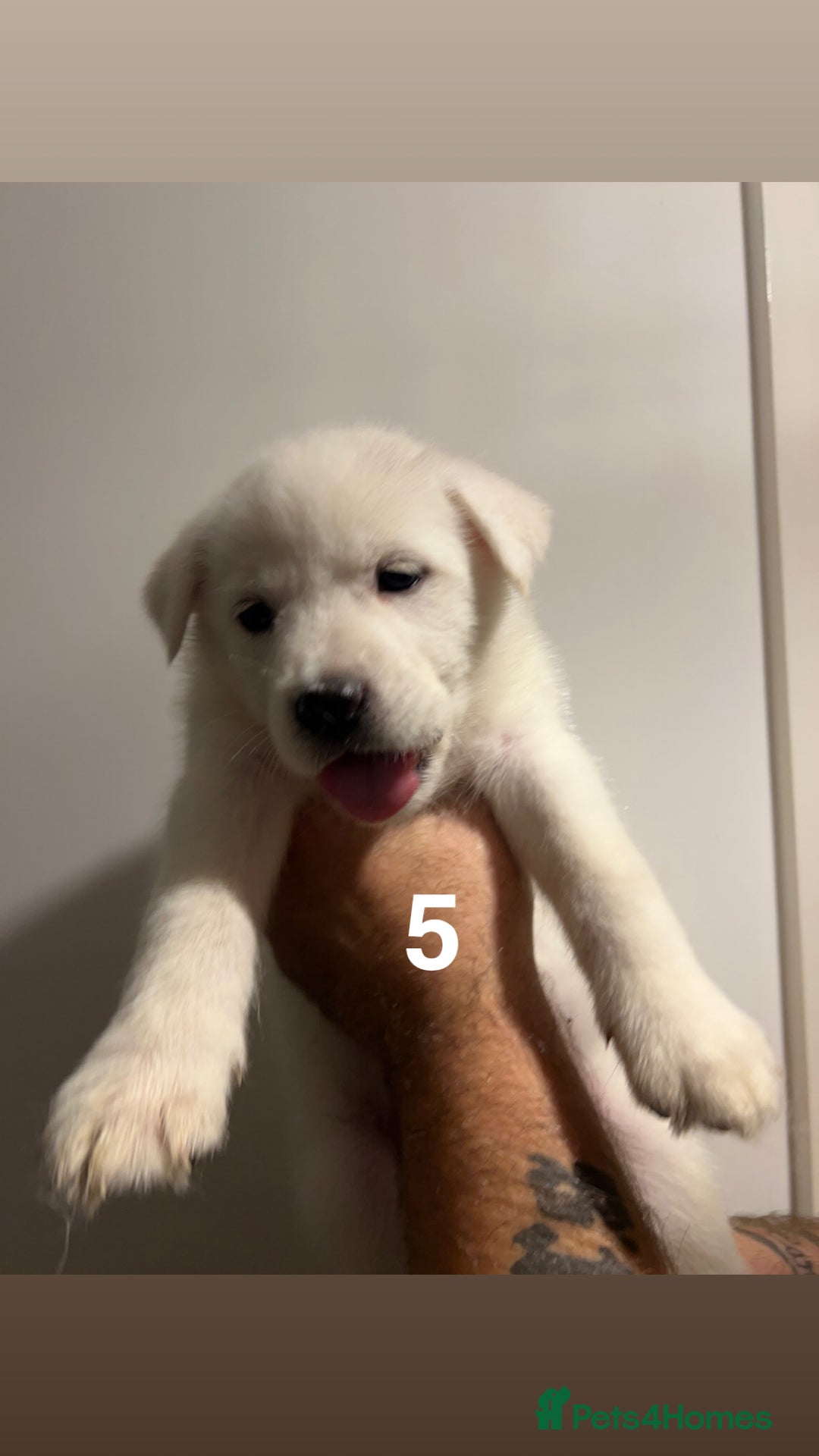 Mixed Breed dogs for sale: Mixed breed cane corso/Akita - Advert 6