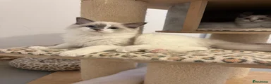 Ragdoll 3