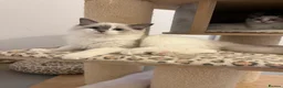 Ragdoll cats for sale: Pedigree ragdoll - Advert 10