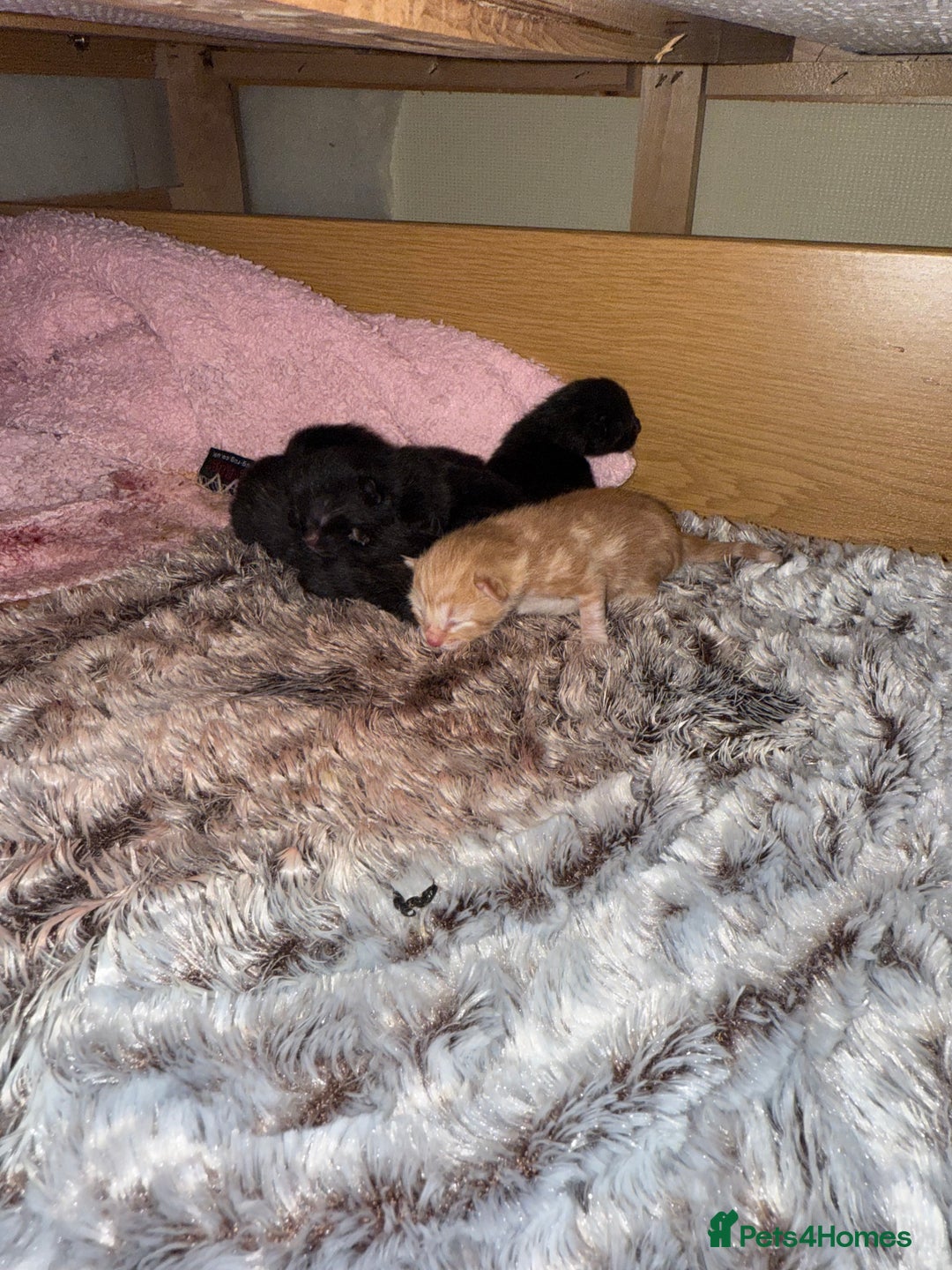 Mixed Breed cats for sale: 5 kittens  - Image 1
