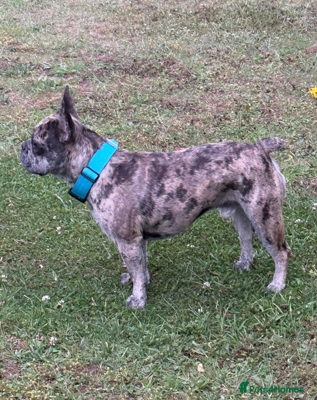 French Bulldog dogs for sale: Merle castrated French bull male 22 months old  - Advert 2