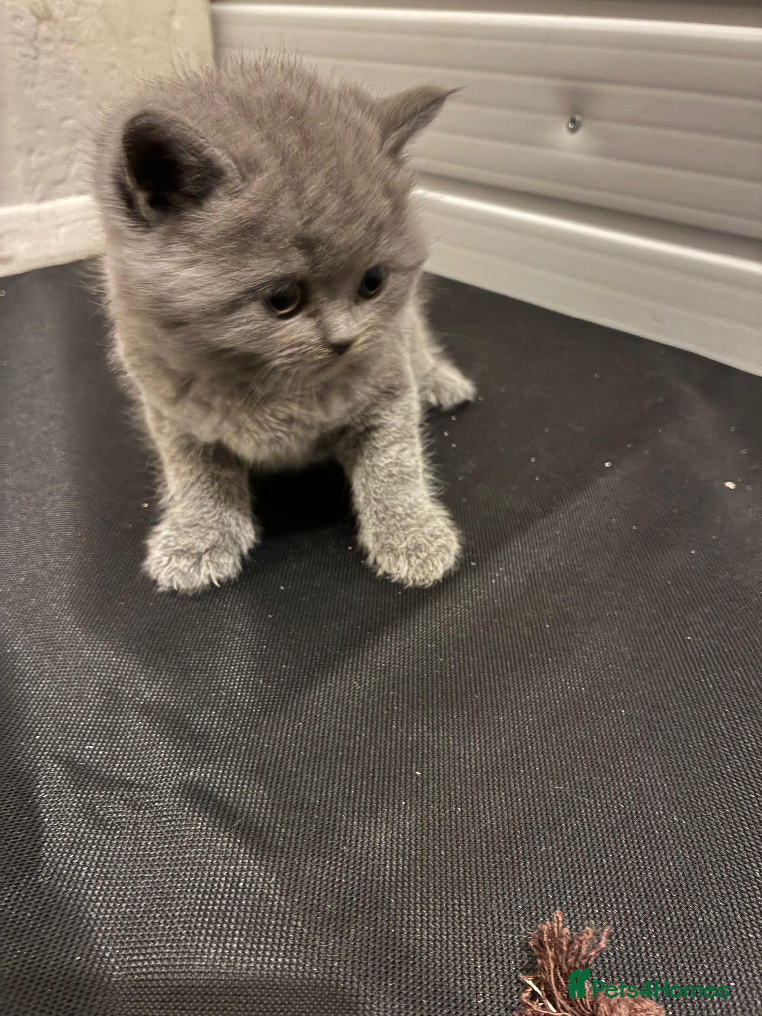 British Shorthair cats GCCF REGISTERED BRITISH SHORTHAIRED KITTENS - Advert 16