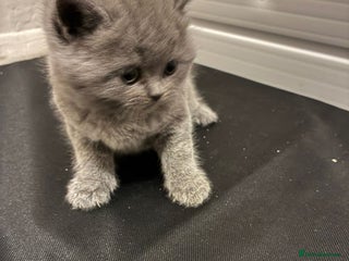 British Shorthair cats GCCF REGISTERED BRITISH SHORTHAIRED KITTENS - Advert 16