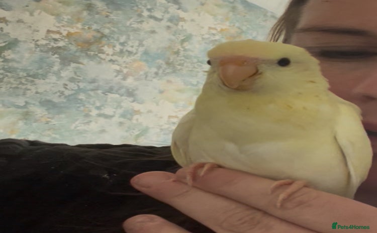 Parakeets birds - Advert 2