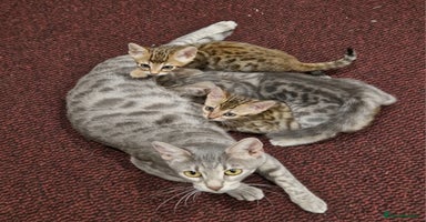 Bengal cats - Advert 6