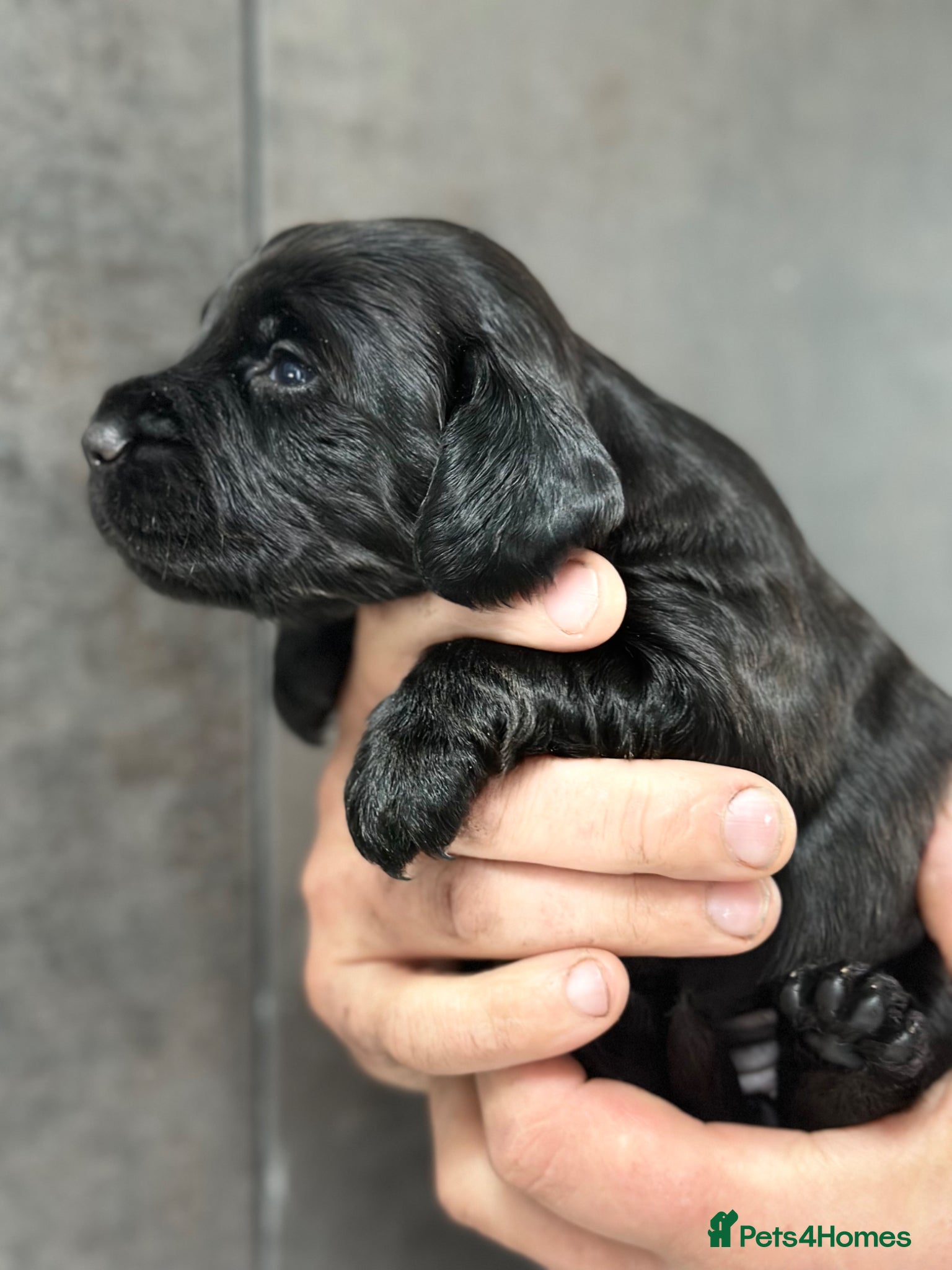 Cocker Spaniel dogs for sale: KC Registered Cocker Spaniels–DNA Clear Parents 👑 - Advert 4
