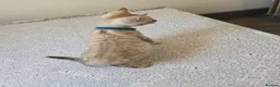 Bengal cats for sale: Snow bengal tica active - Advert 26