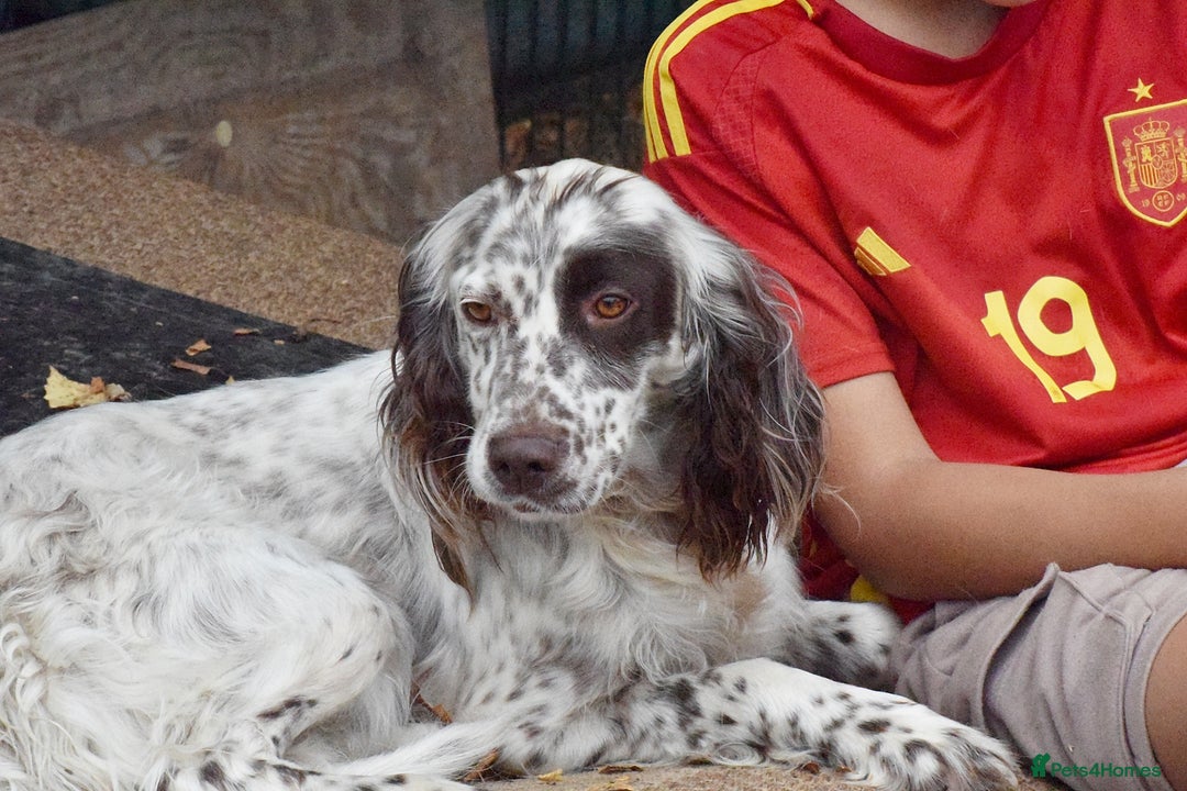 English Setter dogs for adoption: Kira  - Image 10