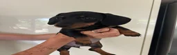 Dachshund dogs for sale: 2 black & tan Dachshund puppy’s READY NOW   - Advert 7