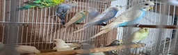 Budgerigars birds for sale: Budgies for sale Birmingham  - Advert 6