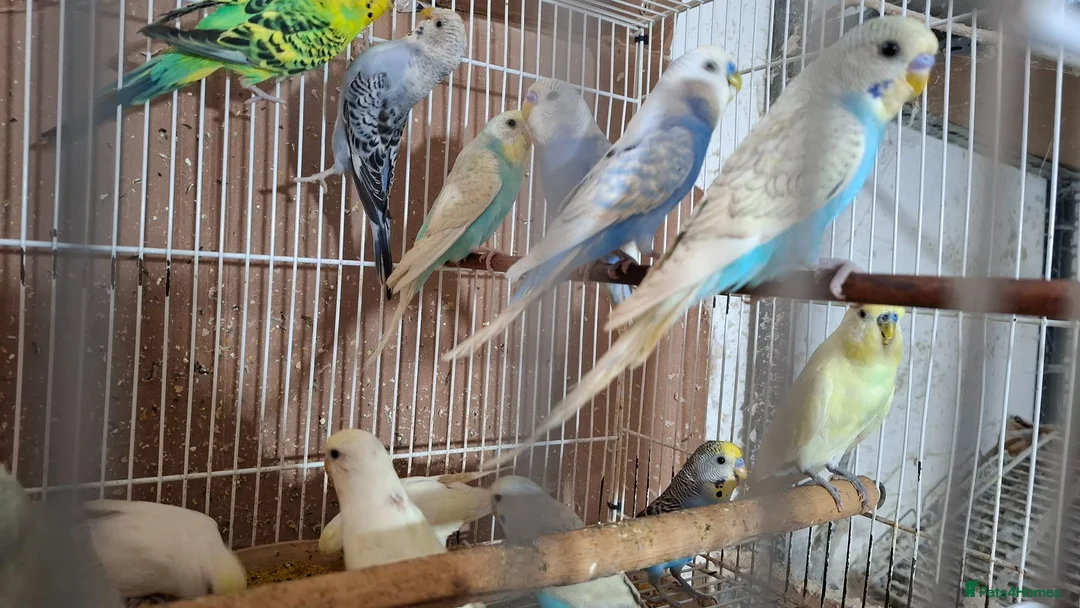 Budgerigars birds for sale: Budgies for sale Birmingham  - Advert 6