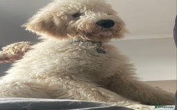 Goldendoodle dogs for stud: Multigenerational Goldendoodle for Stud  - Image 13