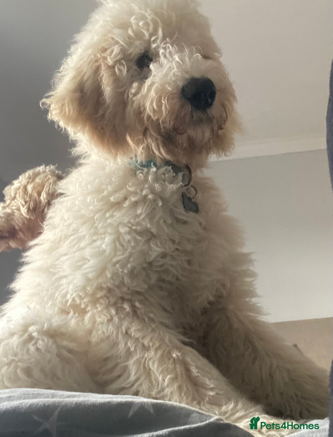 Goldendoodle dogs for stud: Multigenerational Goldendoodle for Stud  - Image 13
