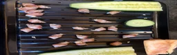 Snails invertebrates for sale: African land snails - Advert 1