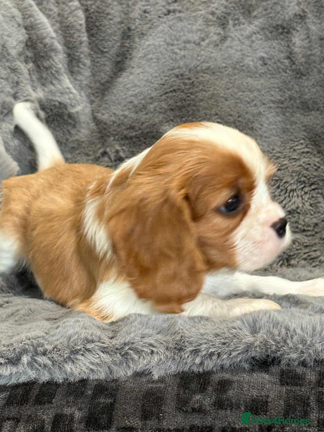 Cavalier King Charles Spaniel dogs for sale: Health Tested cavalier puppies  - Image 7