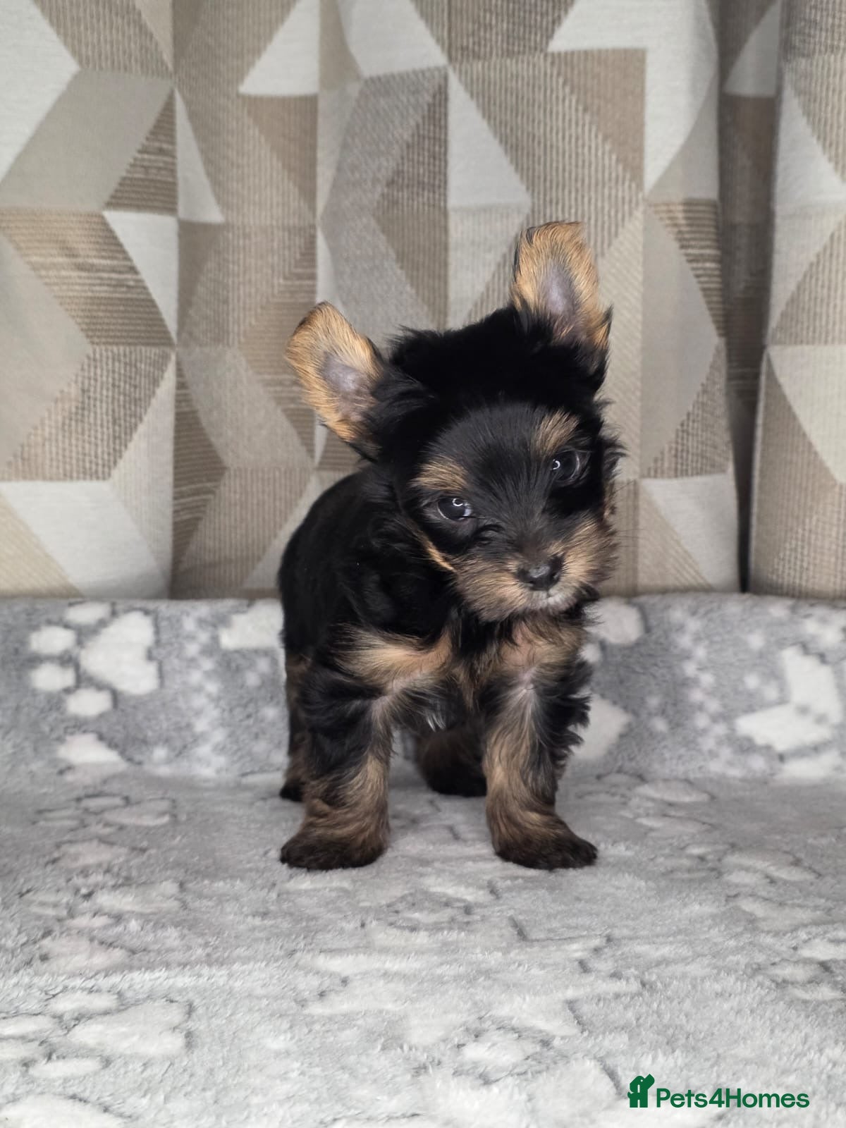 Yorkshire Terrier dogs For sale Tiny Yorkshire Terrier - Advert 4