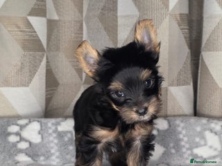 Yorkshire Terrier dogs For sale Tiny Yorkshire Terrier - Advert 4