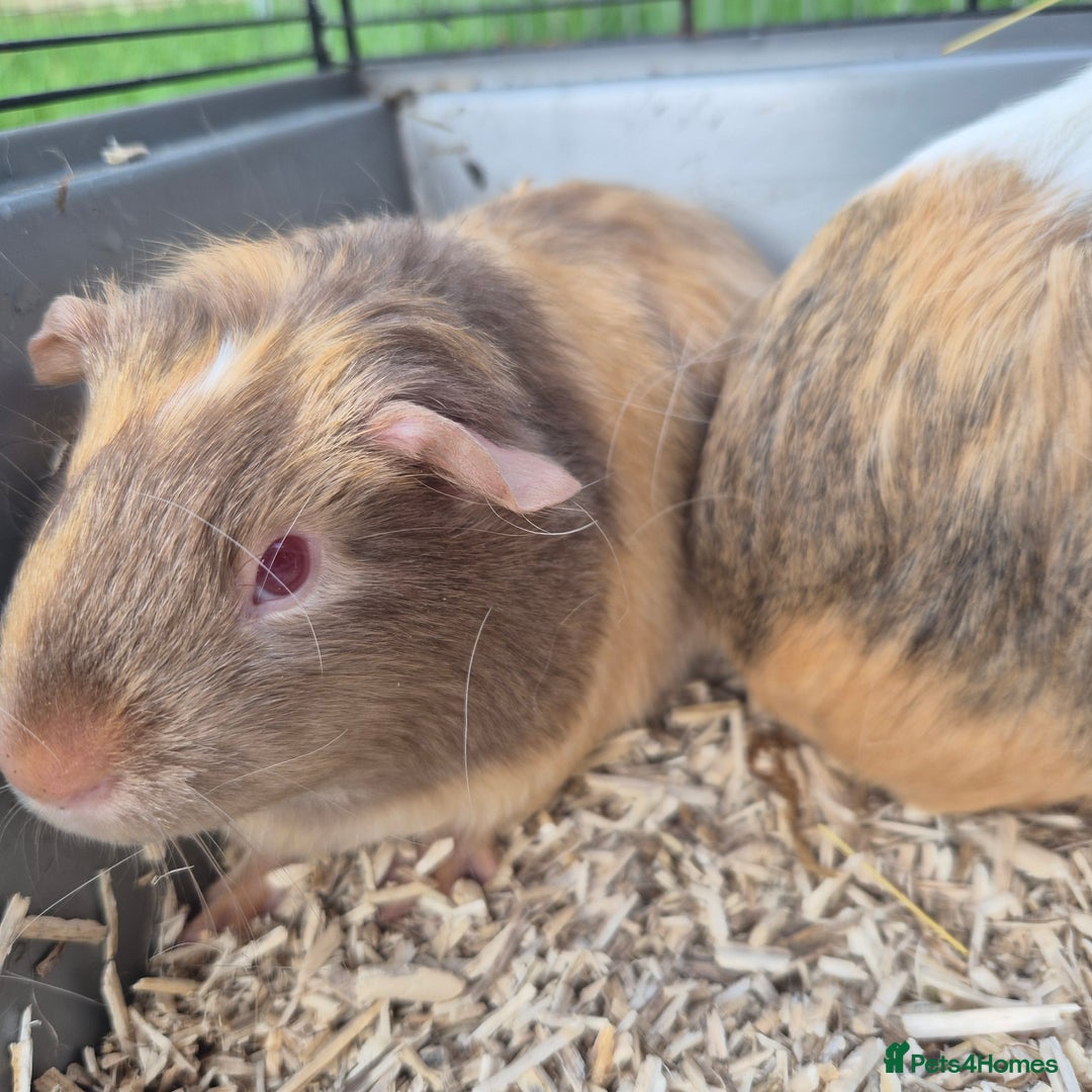 Guinea Pig rodents for sale: Silkie x American bonded sisters  - Advert 2