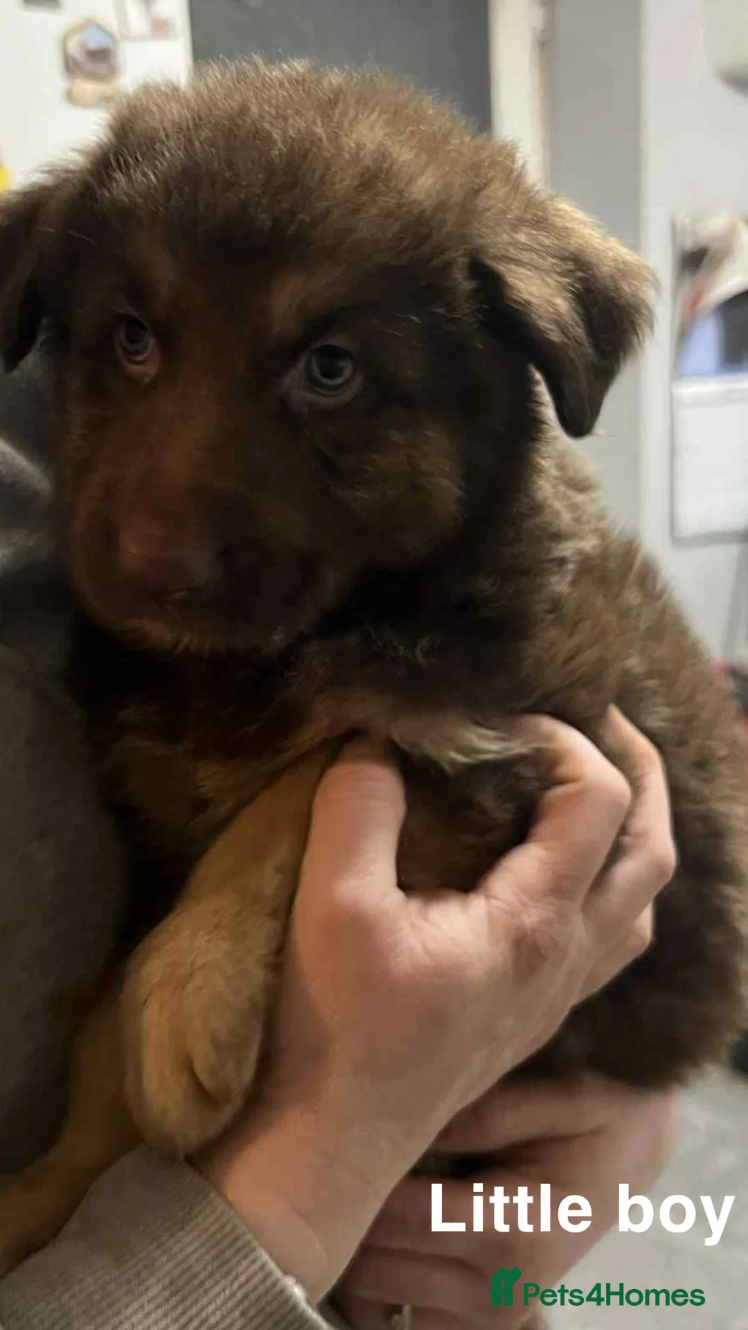 German Shepherd dogs for sale: Beautiful liver and tan German Sheperd - Advert 6