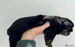 English Bulldog dogs for sale: Beautiful English bulldog puppies  - Advert 13