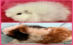 Guinea Pig rodents for sale: Pair of pure bred Guinea Pigs. - Image 2