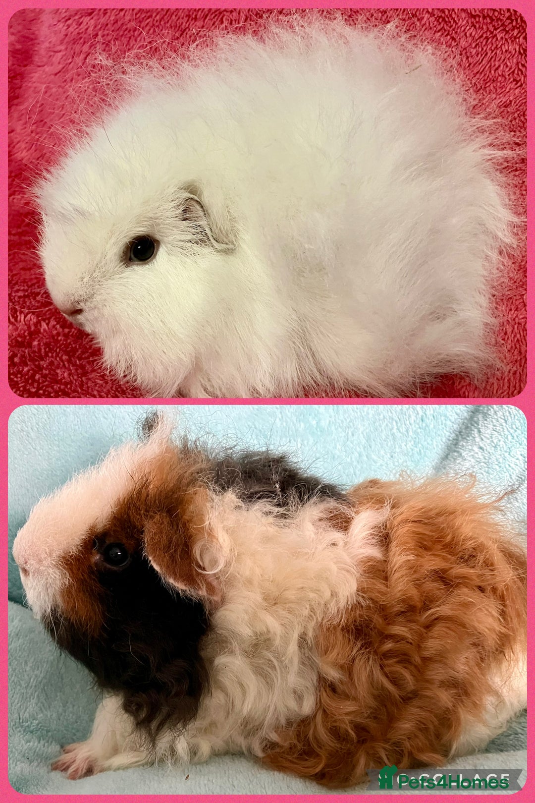 Guinea Pig rodents for sale: Pair of pure bred Guinea Pigs. - Image 2