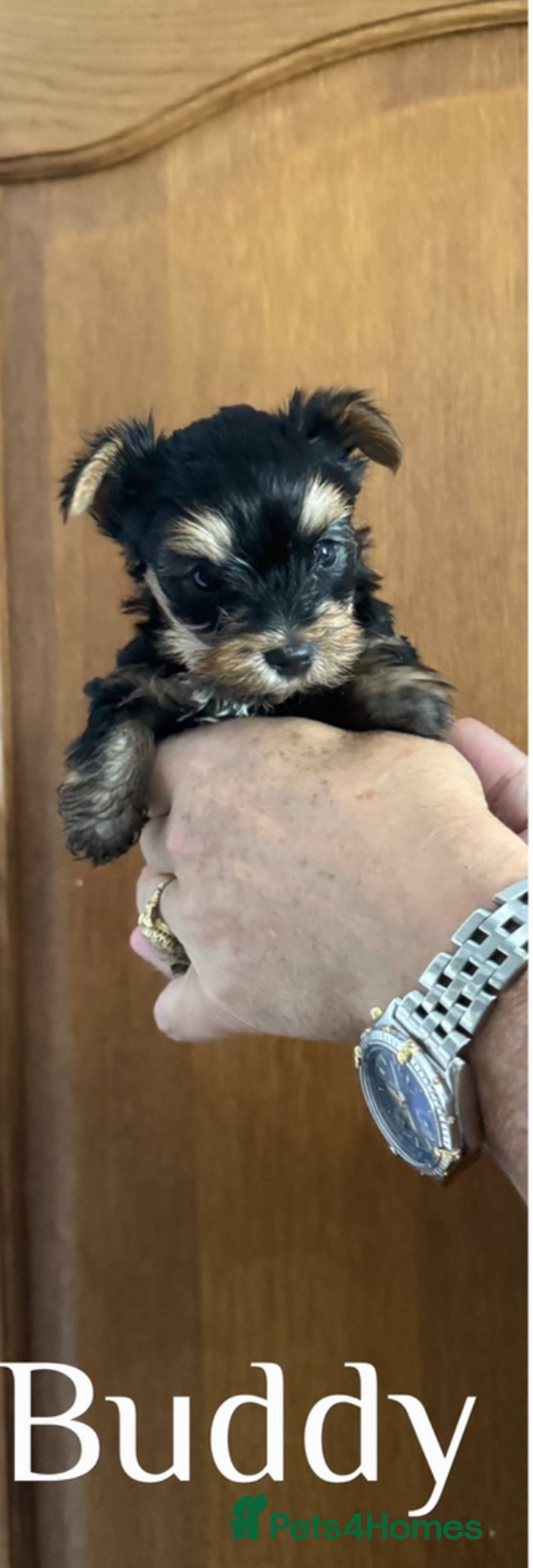 Yorkshire Terrier dogs for sale: Yorkshire terrier puppy  - Image 4
