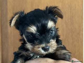 Yorkshire Terrier dogs - Advert 1