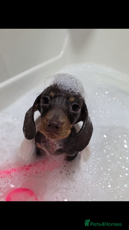 Miniature Dachshund dogs - Advert 5