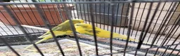 Budgerigars birds for sale: Beautiful 2x male budgies with Extra large Cage in London - Advert 5