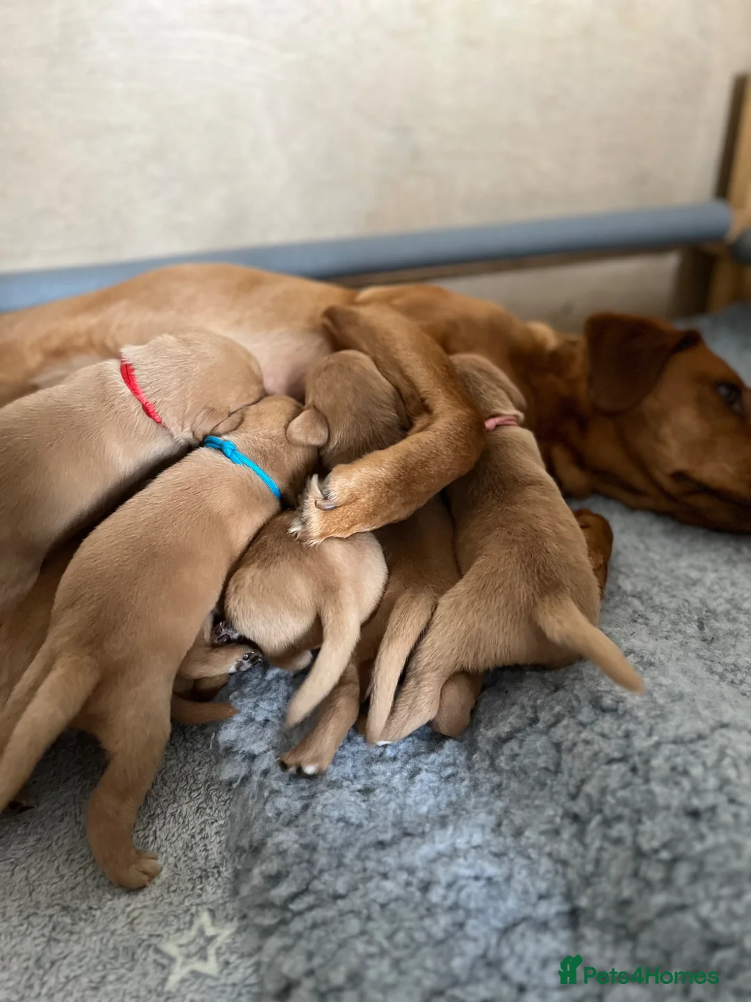 Labrador Retriever dogs for sale: Beautiful Fox Red Labrador Puppies – Now Available - Advert 2