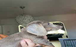 Miniature Dachshund dogs for sale: REDUCED KC miniature dachshunds READY TO LEAVE  - Image 10
