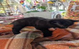 Mixed Breed cats for sale: Boy and girl for news home - Image 7